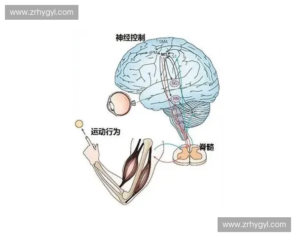 科学解析肌肉恢复周期优化训练效果与体能提升方法